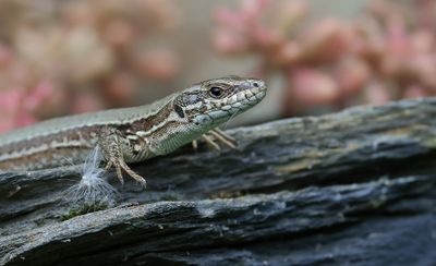 Muurhagedis (Common Wall Lizard)
