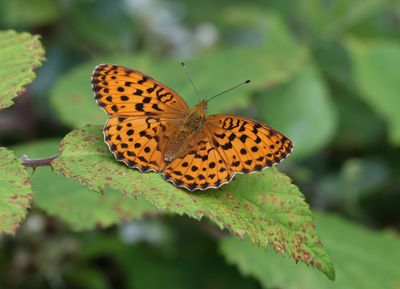 Braamparelmoervlinder (Brenthis daphne) - Marbled Fritillary