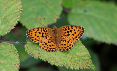 Braamparelmoervlinder (Brenthis daphne) - Marbled Fritillary