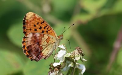 Braamparelmoervlinder (Brenthis daphne) - Marbled Fritillary