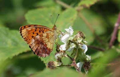 Braamparelmoervlinder (Brenthis daphne) - Marbled Fritillary