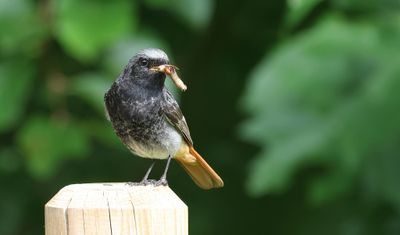 Zwarte Roodstaart (Black Redstart)