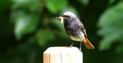 Zwarte Roodstaart (Black Redstart)