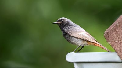 Zwarte Roodstaart (Black Redstart)