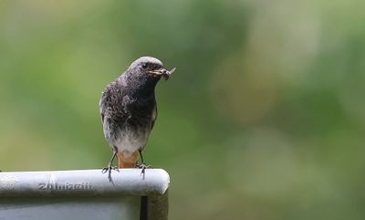 Zwarte Roodstaart (Black Redstart)