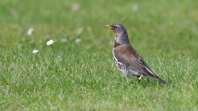 Kramsvogel (Fieldfare)