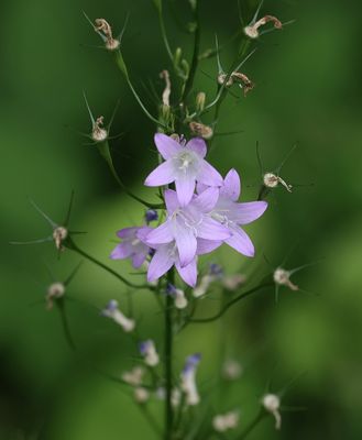 Rapunzelklokje (Campanula rapunculus) - Rampion Bellflower
