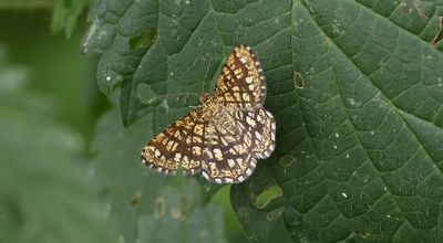 Klaverspanner (Chiasmia clathrata) - Latticed Heath