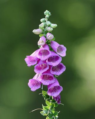 Gewoon Vingerhoedskruid (Digitalis purpurea)