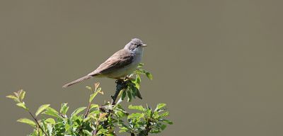 Grasmus (Common Whitethroat)