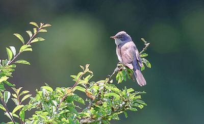 Grasmus (Common Whitethroat)