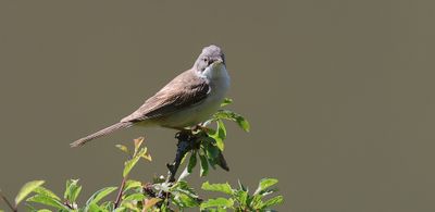 Grasmus (Common Whitethroat)