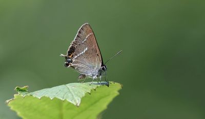 Wegedoornpage (Satyrium spini) - Blue Spot Hairstreak