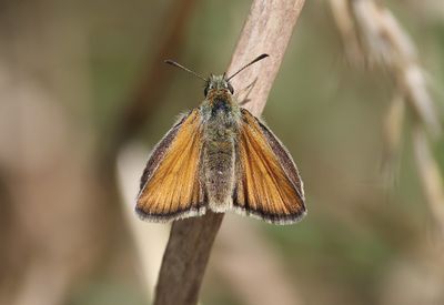 Zwartsprietdikkopje (Thymelicus lineola) - Essex skipper