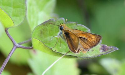 Dwergdikkopje (Thymelicus acteon) - Lulworth Skipper