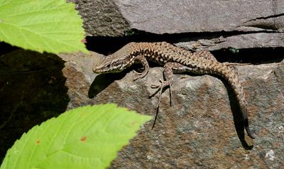 Muurhagedis (Common Wall Lizard)