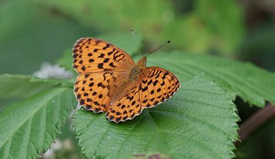 Braamparelmoervlinder (Brenthis daphne) - Marbled Fritillary