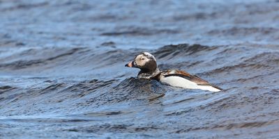 IJseend (Long-tailed Duck)