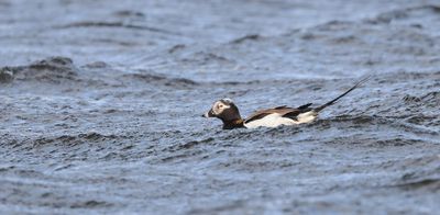 IJseend (Long-tailed Duck)
