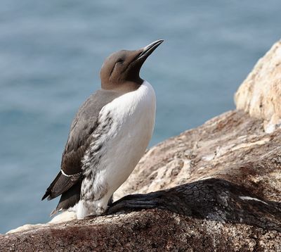 Zeekoet (Common Guillemot)