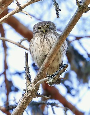 Dwerguil (Pigmy Owl)