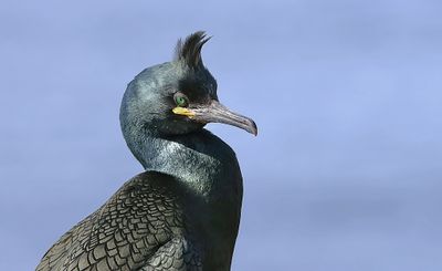 Kuifaalscholver (European Shag)