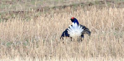 Korhoen (Black Grouse)