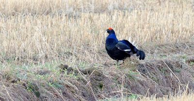 Korhoen (Black Grouse)