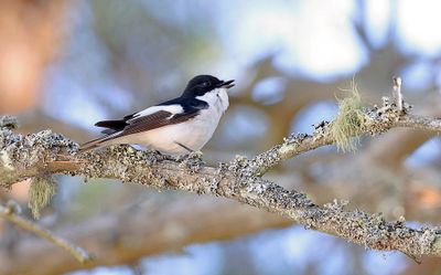 Bonte Vliegenvanger (Pied Flycatcher)