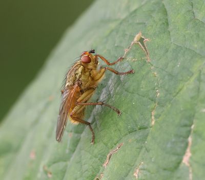 Strontvlieg (Scathophaga stercoraria) - Yellow Dung Fly
