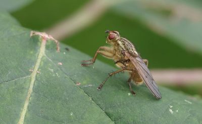 Strontvlieg (Scathophaga stercoraria) - Yellow Dung Fly