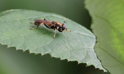 Gewone Rode Bladloper (Xylota segnis) - Brown-toed Forest Fly