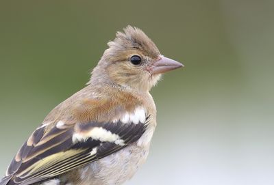Vink (Common Chaffinch)