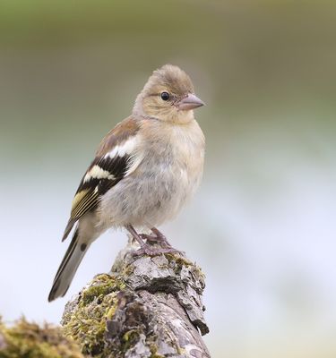 Vink (Common Chaffinch)