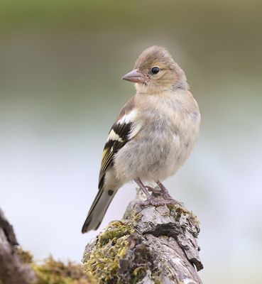 Vink (Common Chaffinch)