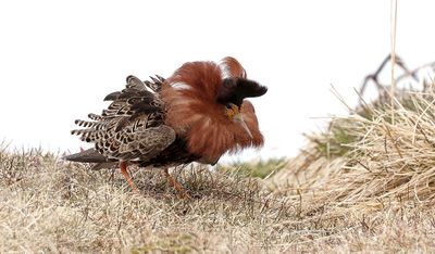 Kemphaan (Ruff)