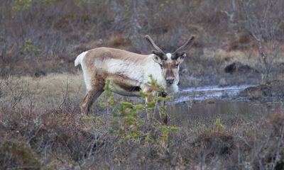 Rendier (Reindeer)