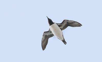 Zeekoet (Common Guillemot)