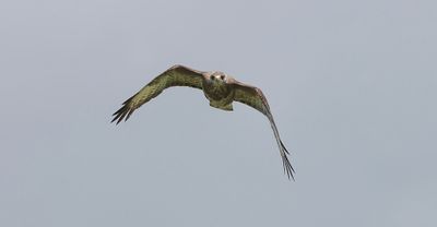 Buizerd (Common Buzzard)