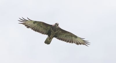 Buizerd (Common Buzzard)