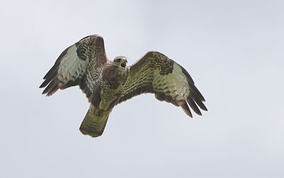 Buizerd (Common Buzzard)