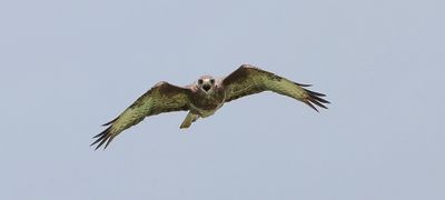 Buizerd (Common Buzzard)