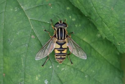 Gewone Pendelvlieg (Helophilus pendulus) - Sun Fly