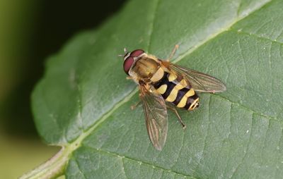 Bandzweefvlieg (Syrphus sp.)