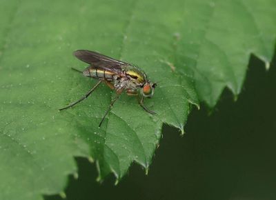 Poecilobothrus nobilitatus (Semaphore Fly)