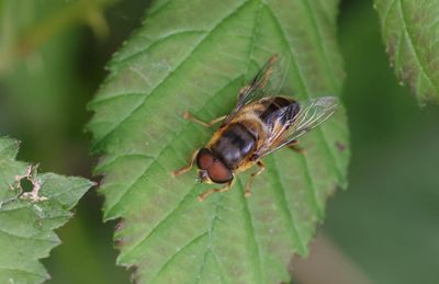 Kegelbijvlieg (Eristalis pertinax)