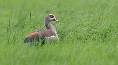 Nijlgans (Egyptian Goose)