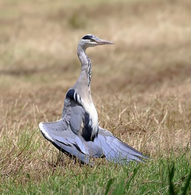 Blauwe Reiger (Grey Heron)