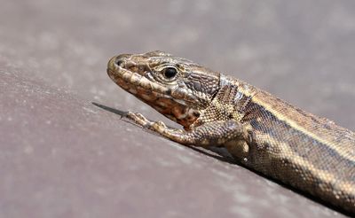 Muurhagedis (Common Wall Lizard)
