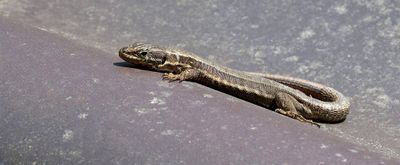 Muurhagedis (Common Wall Lizard)